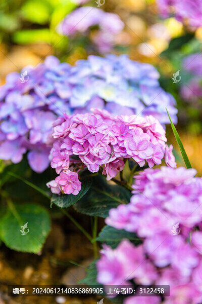 繡球花