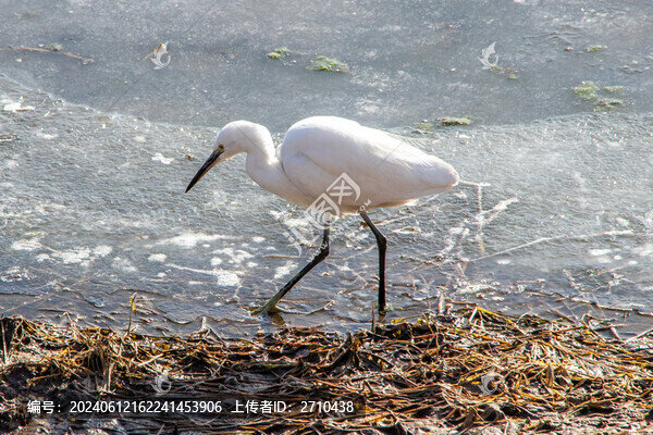 小白鷺