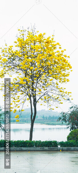 黃花風鈴木