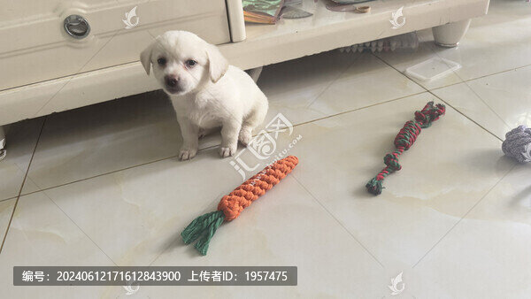 小狗
