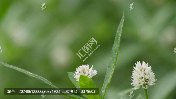 植物花草鱧腸