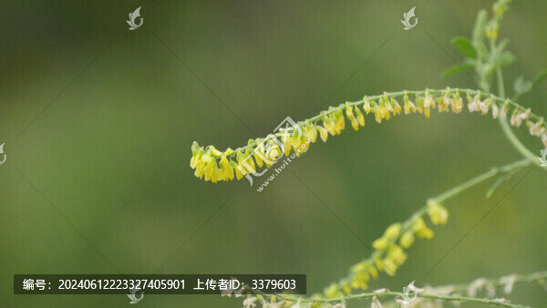 黃花草木樨