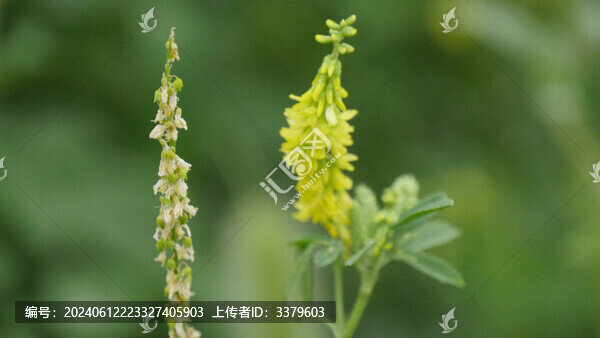 黃花草木樨