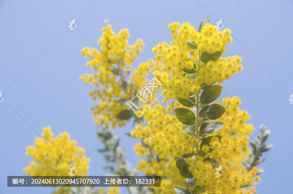 珍珠金合歡花兒