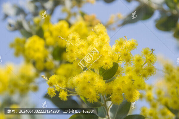 珍珠金合歡花朵