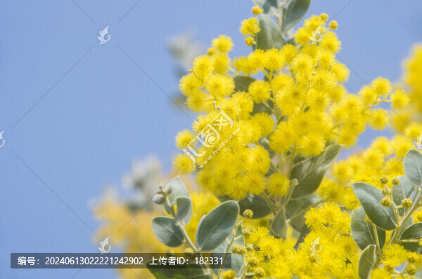 金合歡花