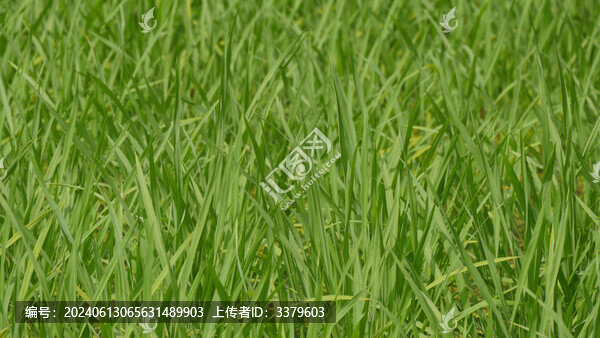 稻田荷葉