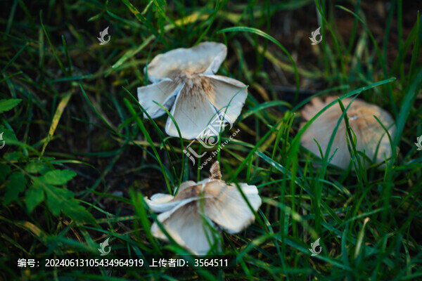 草叢里的蘑菇