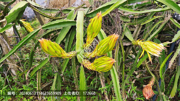 火龍果花
