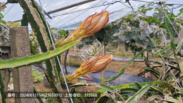 火龍果花