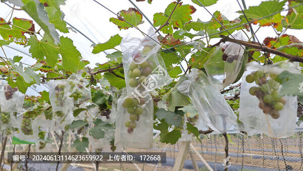 水果保護袋