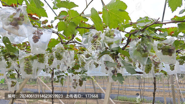 葡萄園