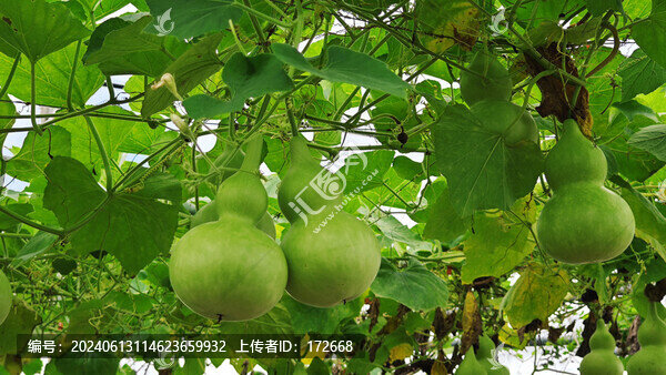 葫蘆