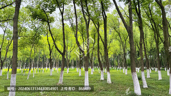 樹林