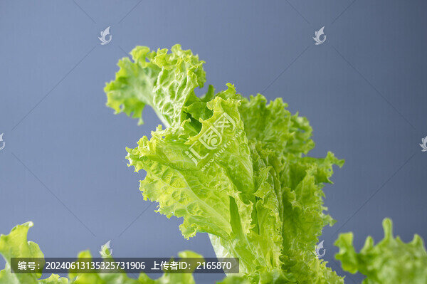 散葉生菜