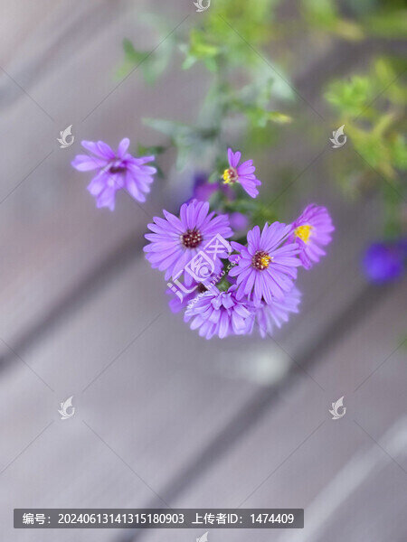 小雛菊