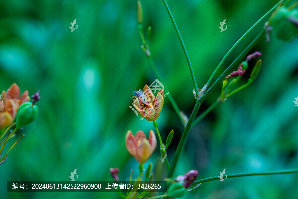 射干花上采蜜的蜜蜂