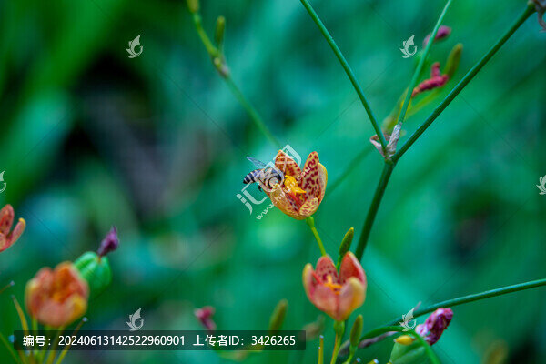 射干花上采蜜的蜜蜂
