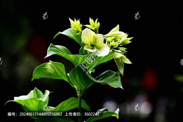 凌霄花