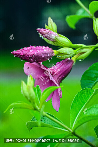 凌霄花