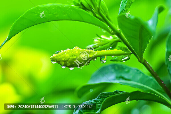 凌霄花