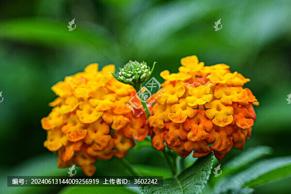 花朵馬纓丹