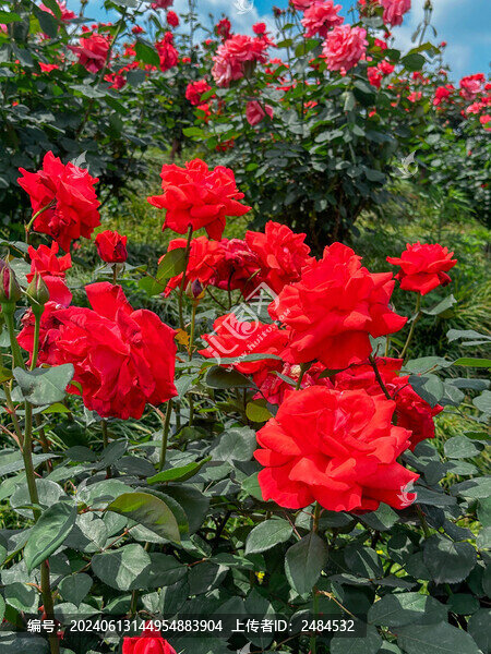玫瑰花