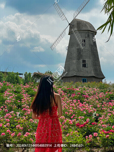 在玫瑰花叢中拍照的紅裙子美女
