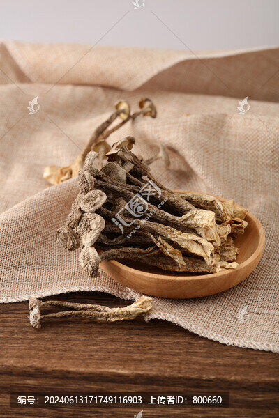 鹿茸菇