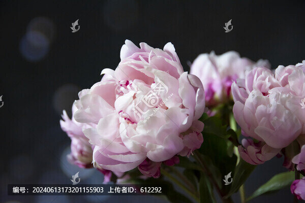粉芍藥花