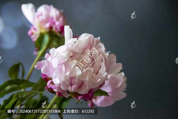 芍藥花朵