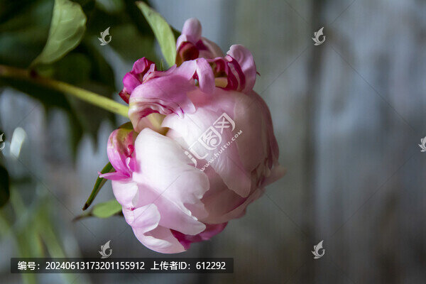芍藥花蕾