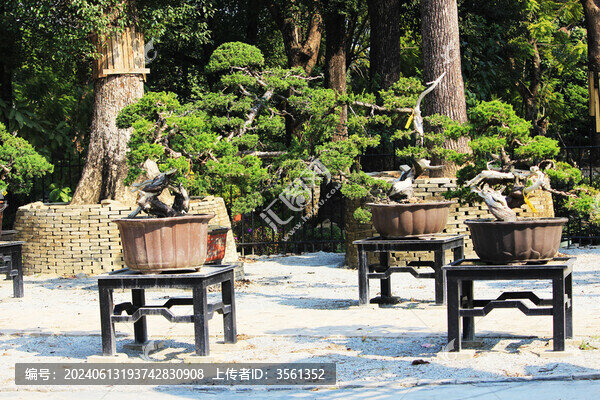 廣東佛山陳村花卉世界的花卉