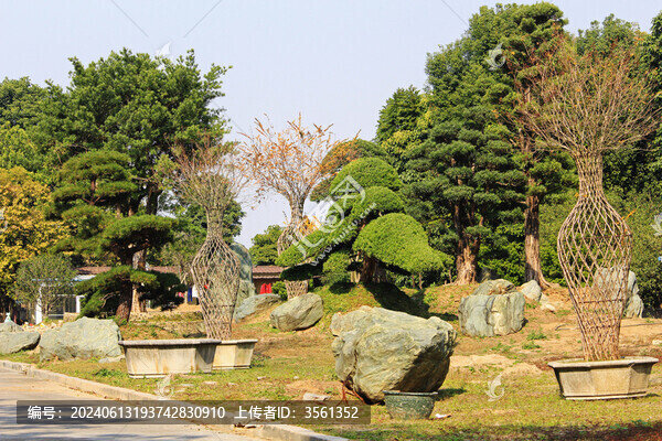 廣東佛山陳村花卉世界的花卉