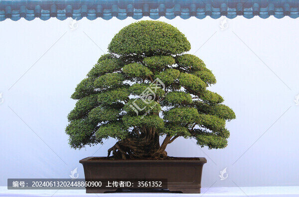 佛山陳村花卉世界的盆景