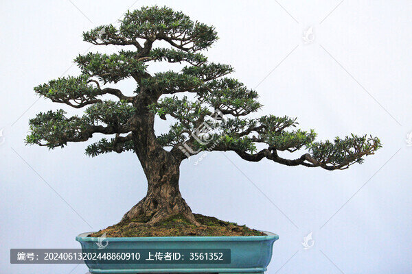 佛山陳村花卉世界的盆景