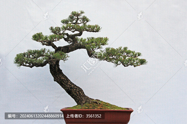 佛山陳村花卉世界的盆景