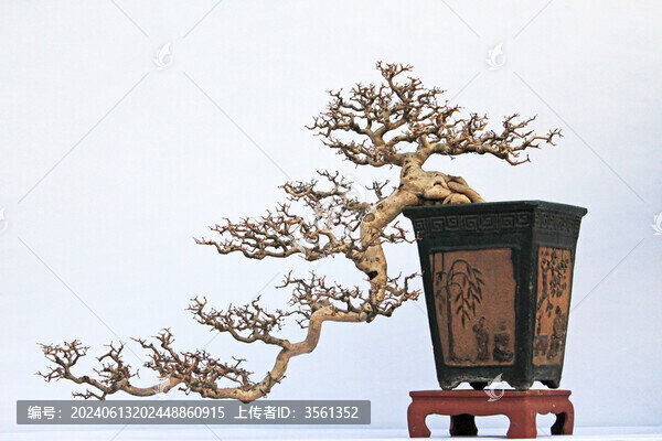 佛山陳村花卉世界的盆景