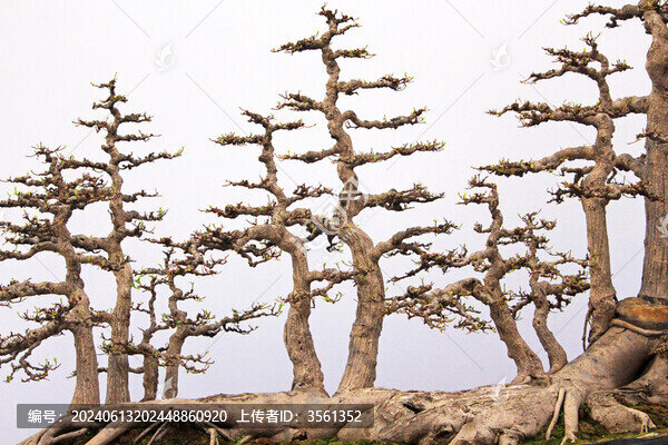 佛山陳村花卉世界的盆景