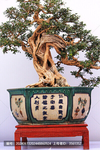 佛山陳村花卉世界的盆景