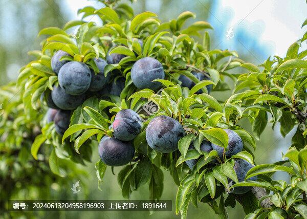 黑布林李子樹