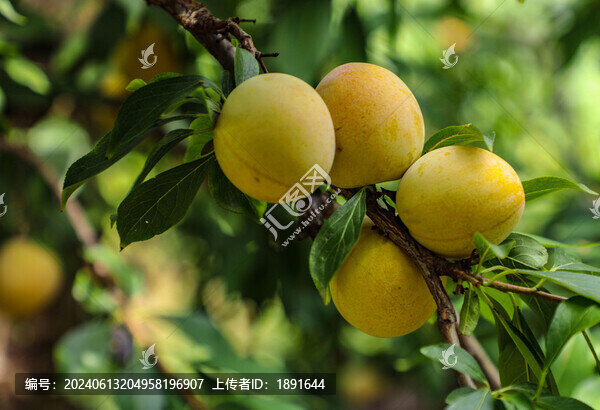 三華李