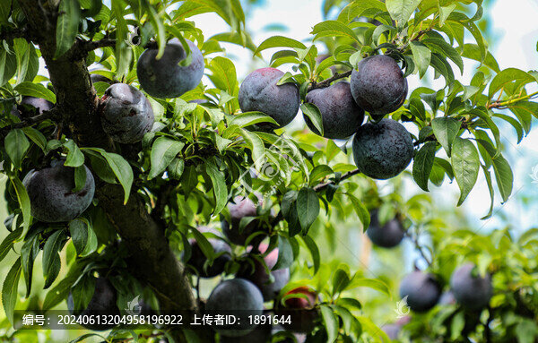 樹(shù)上掛著黑布李