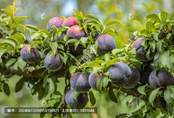 高清黑布林李子