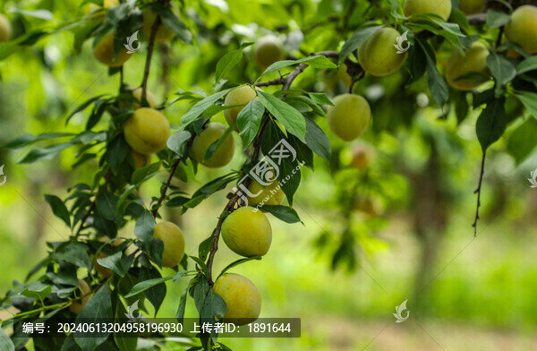 掛滿(mǎn)枝頭的李子