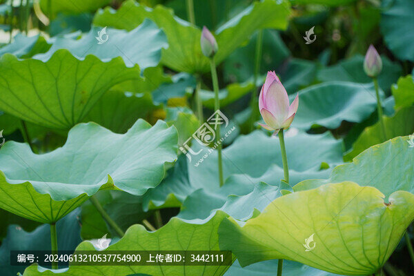荷花花苞