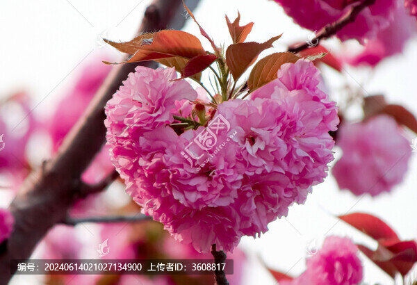 心形櫻花