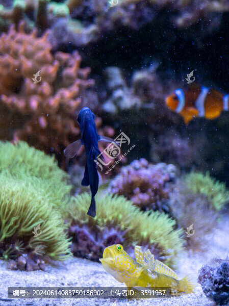 海水魚(yú)缸里的海水魚(yú)和珊瑚