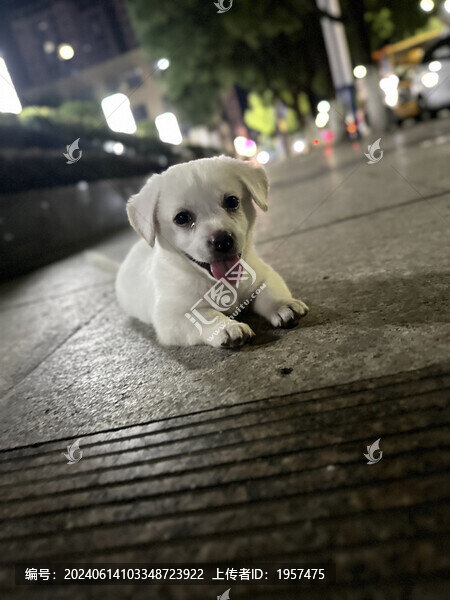 小狗