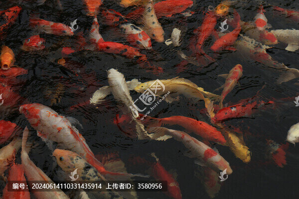 金色鯉魚(yú)